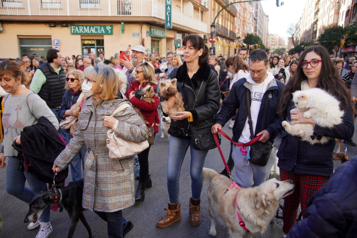 Bendición de animales de San Antonio Abad 2024